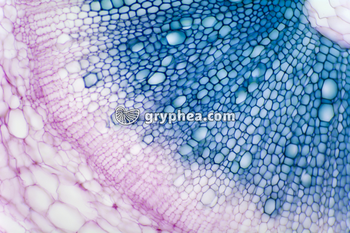 Tige de Mercuriale - structure primaire (détail) CT x40 - gryphea.com